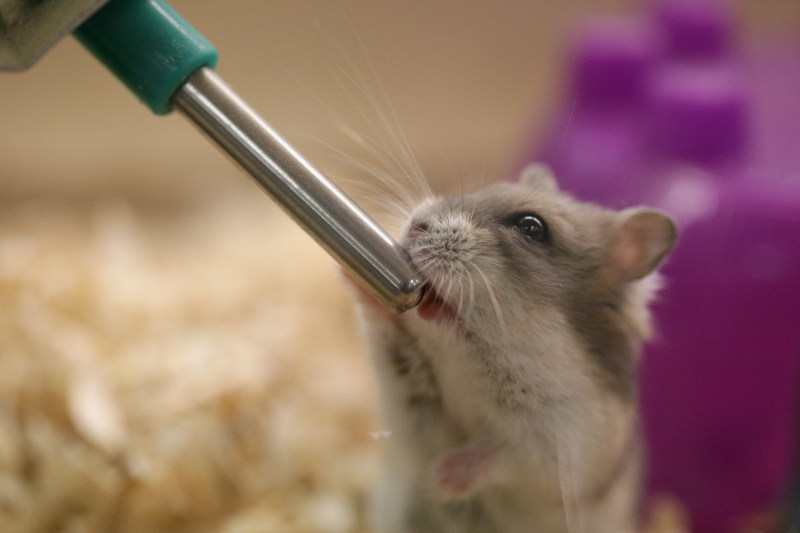 Hamster trinkt an einer Trinkflasche