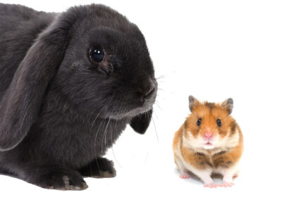 Kanin­chen und Hams­ter in einem Käfig hal­ten – Geht das?