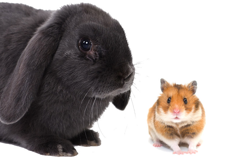 Hamster und Kaninchen in einem Käfig halten