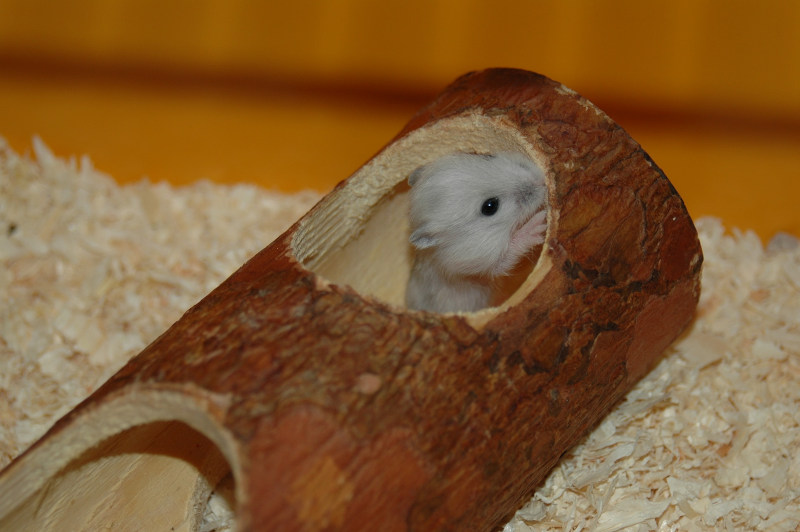 Hamsterkäfig - Wie finde ich den passenden Käfig für meinen Hamster