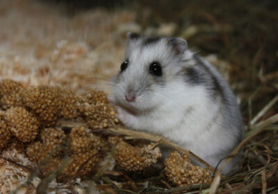 Hams­ter­kä­fig ver­sie­geln: Holz­kä­fig gegen Feuch­tig­keit schüt­zen