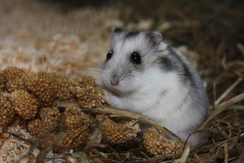 Hamsterkäfig aus Holz gegen Feuchtigkeit schützen