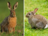 Unter­schie­de zwi­schen Hasen und Kanin­chen