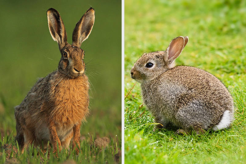 Hase oder Kaninchen - Was ist der Unterschied