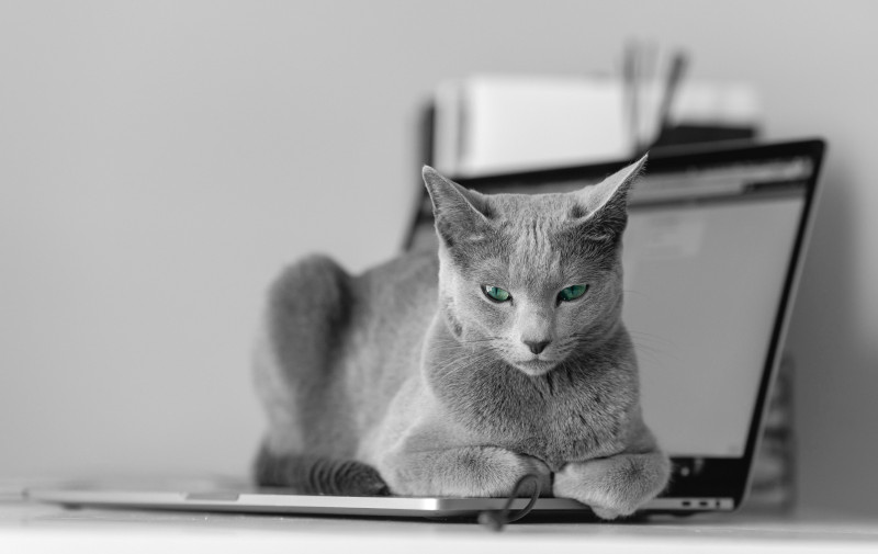 Homeoffice bedeutet die Katze schläft auf dem Laptop