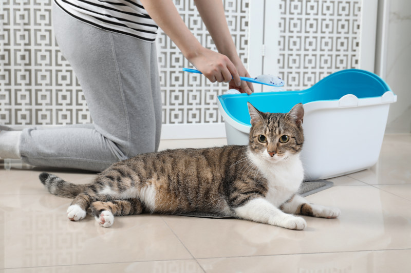 Hund frisst Katzenkot aus Katzenklo - Häufige Reinigung kann helfen