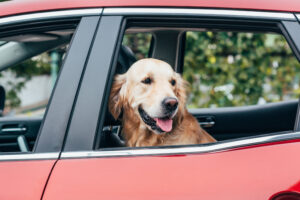 Hund im Auto transportieren - Welche Möglichkeiten gibt es?
