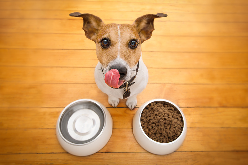 Hundefutter für Magen-Darm-empfindliche Hunde