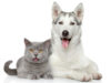 Hun­de­si­che­res Kat­zen­klo: Hil­fe gegen Kopro­pha­gie