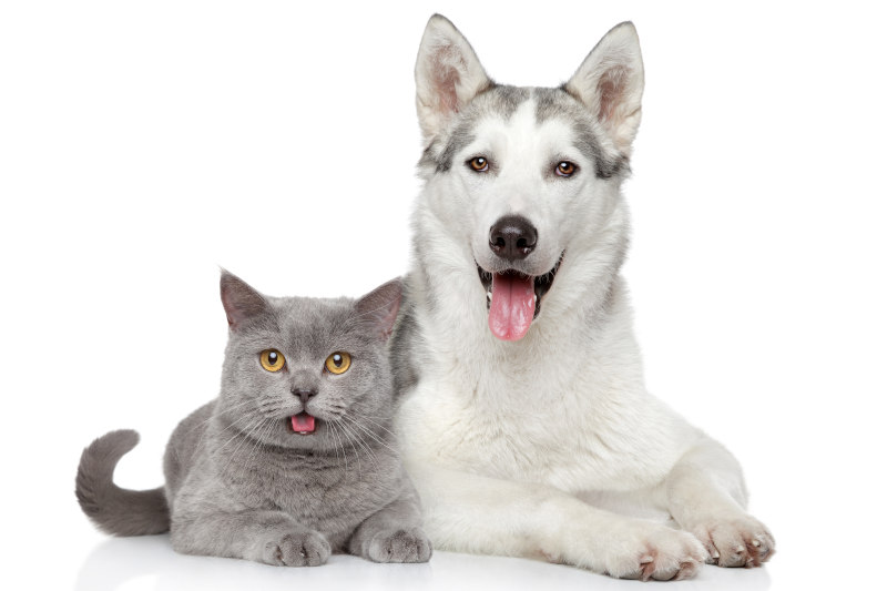 Hundesicheres Katzenklo hilft gegen Kotfressen