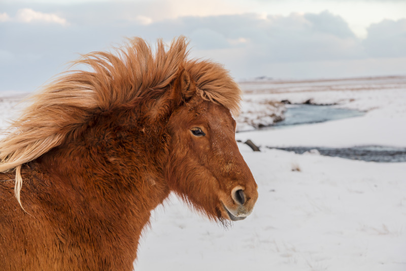 Isländische Pferdenamen mit Bedeutung
