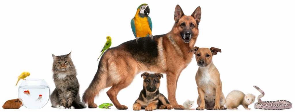 Jedes Haustier hat unterschiedliche Anforderungen, die bei der Haustierhaltung berücksichtigt werden müssen