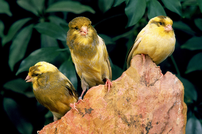 Kanarienvögel sind gesellige Tiere