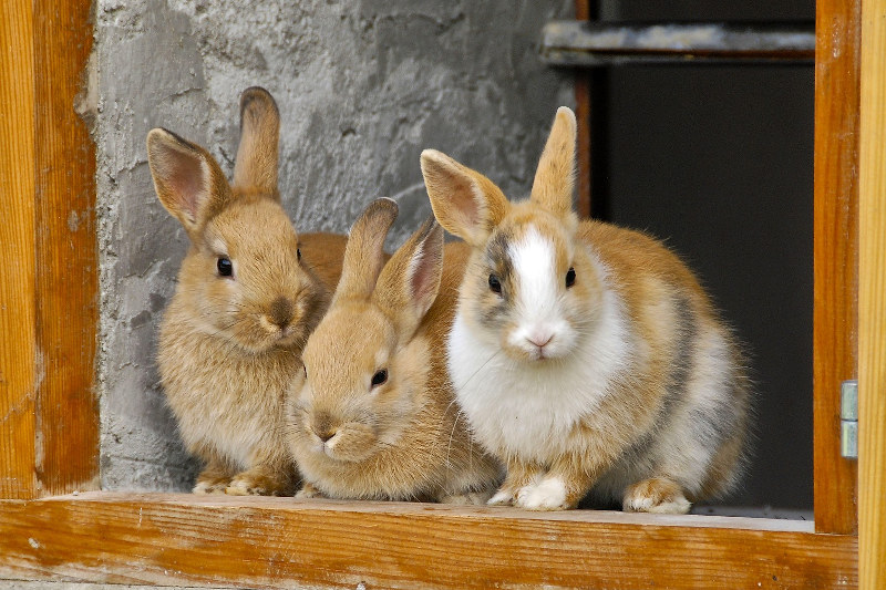 Kaninchen bleiben lieber unter sich