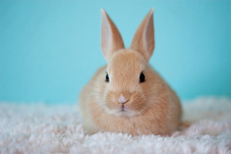 Kaninchen und Hamster haben sehr unterschiedliche Bedürfnisse