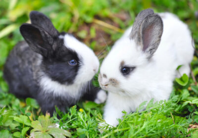 Fre­che, lus­ti­ge und süße Kanin­chen- und Hasen-Sprü­che