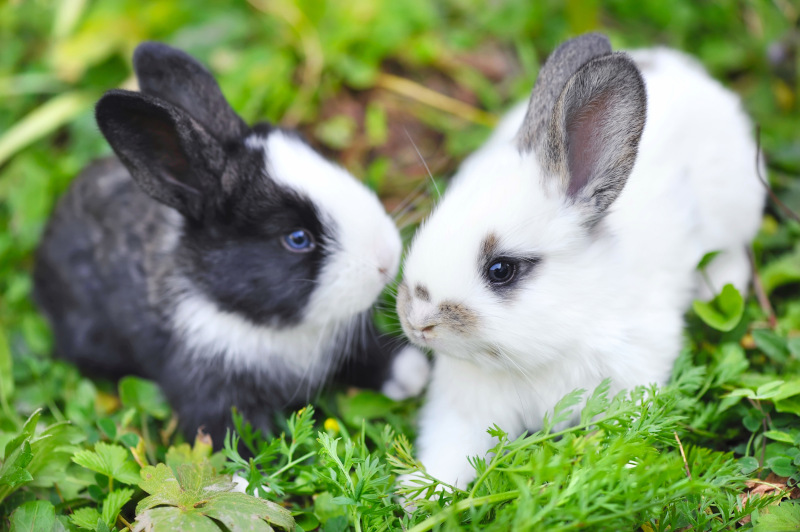 Kaninchensprüche und Hasensprüche