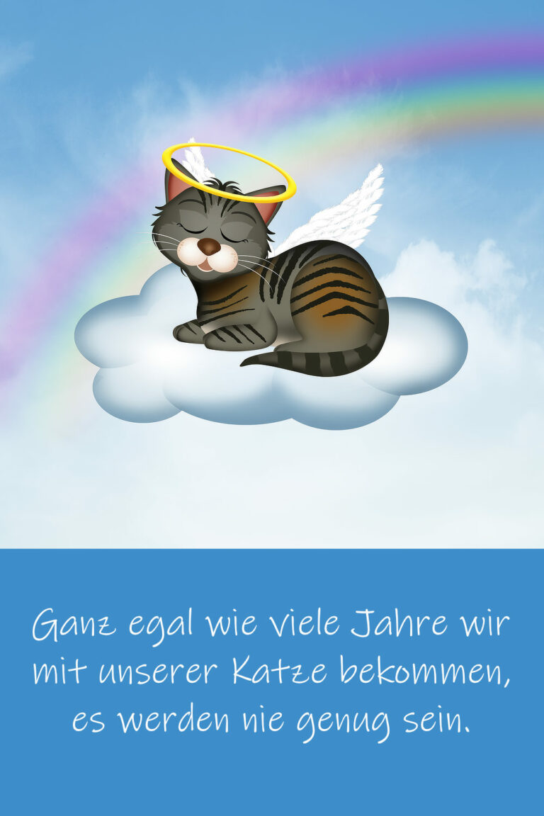 Trauersprüche für den Abschied von der verstorbenen Katze