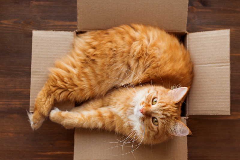 Katze im Pappkarton