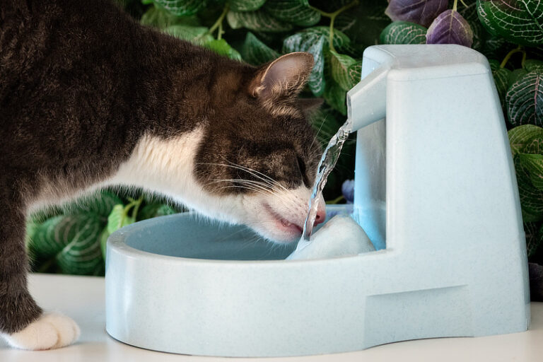 Katze Trinkt Sehr Viel Und Ist Dünn Katze trinkt viel: Was ist die Ursache?