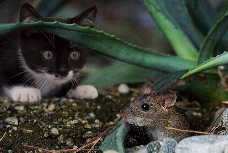 Katzen-Nahrung - Katzen würden Mäuse essen