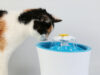 Kat­zen-Trink­brun­nen und Was­ser­spen­der für Kat­zen