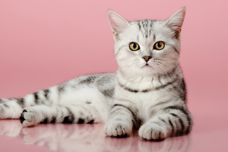 Katzen haben individuelle Ansprüche