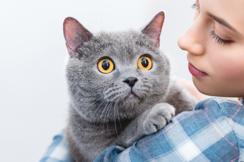Katzenbetreuung im Urlaub: Catsitter, Pension oder Nachbarn?