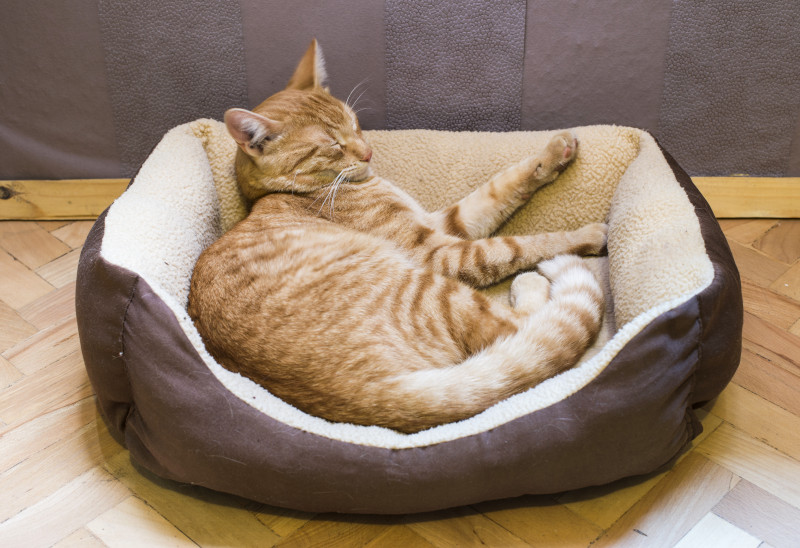 Katzenbett als Bestandteil der Katzen-Grundausstattung
