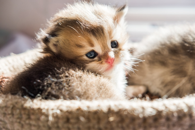Katzenbild mit süßem Kitten
