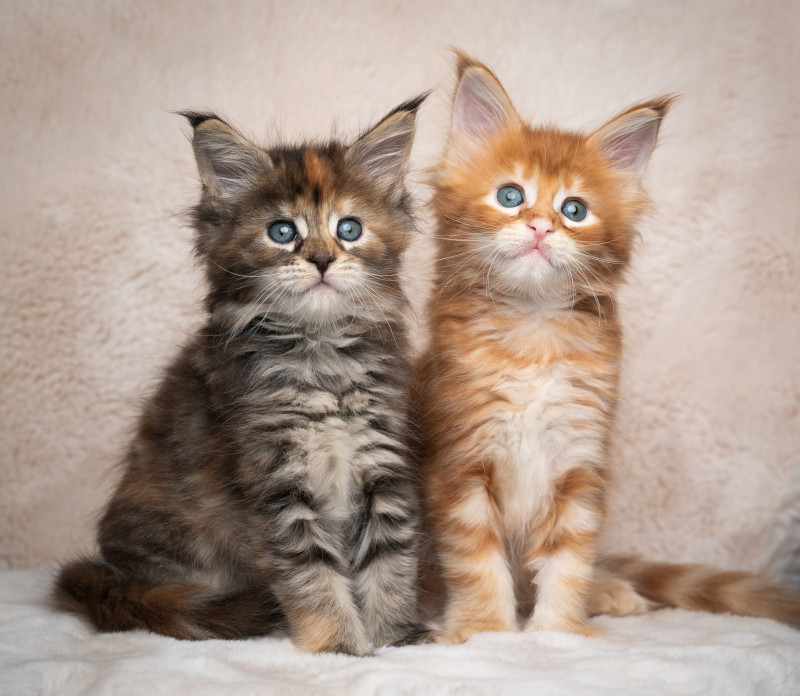 Katzenbild mit zwei Maine Coon Kitten