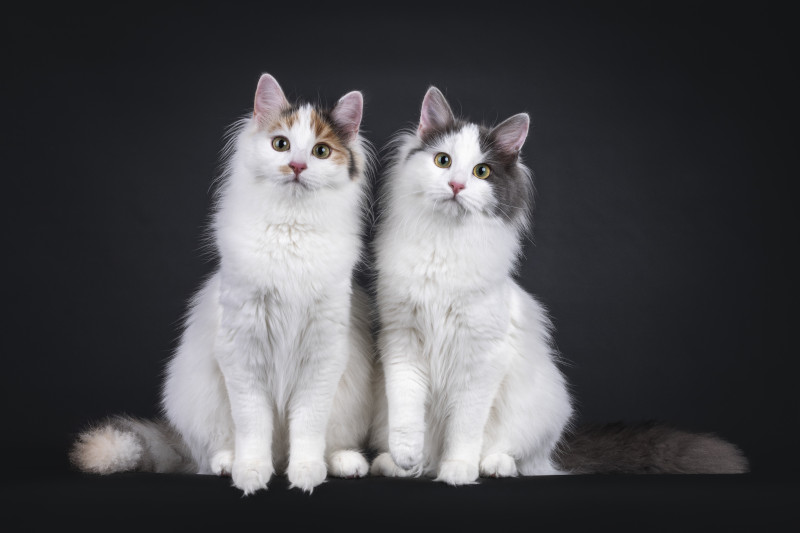 Katzenbild von zwei Türkisch Van Rassekatzen