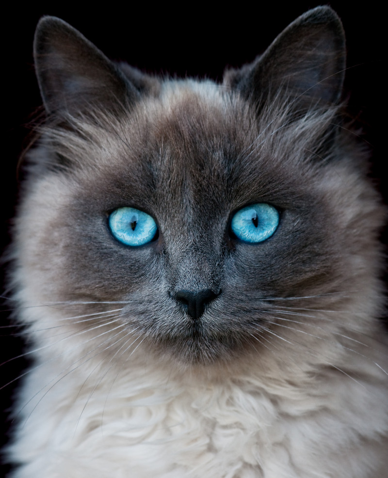 Katzenfoto einer Katze mit besonders blauen Augen