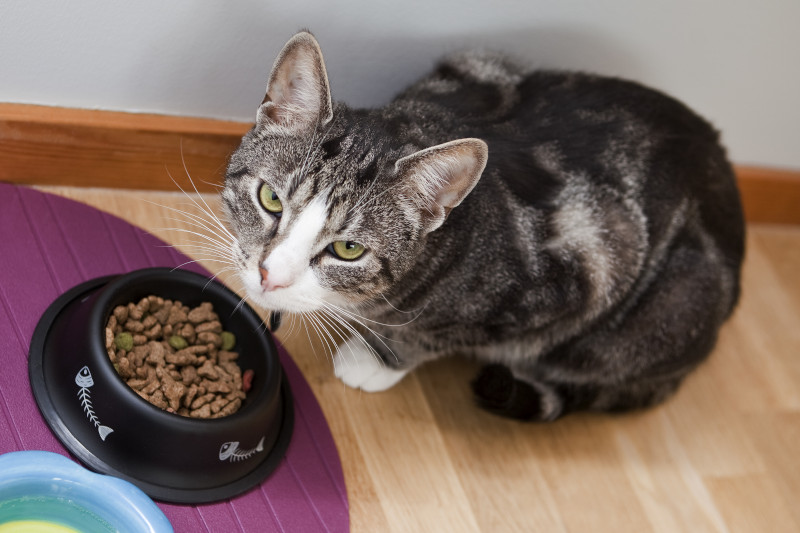 Katzennahrung - Katze frisst Trockenfutter