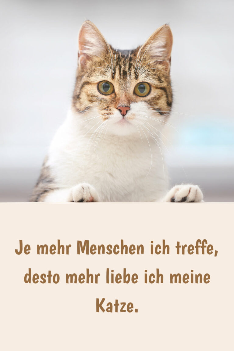 Schöne & lustige Katzensprüche, Zitate und Weisheiten