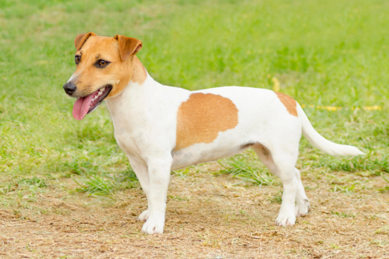 Klein aber OHO - Der Jack Russell Terrier