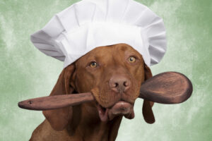 Kochen für Hunde - Hundefutter selber kochen