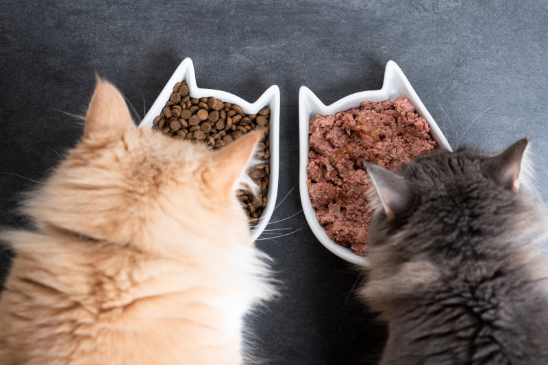 Konkurrenz beim Fressen fördert bei Katzen das schnelle Herunterschlingen von Futter