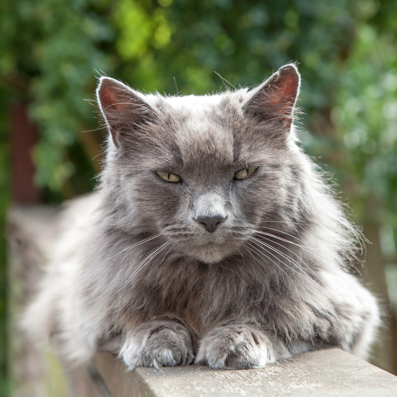 Lebensphasen einer Katze: Ab etwa 7 Jahren gehört eine Katze zu den Senioren
