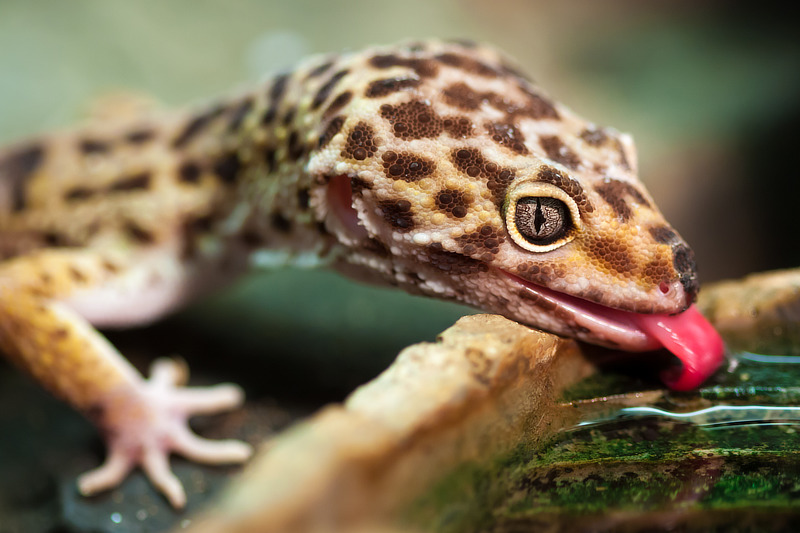 Leopardgeckos brauchen Lebendfutter und frisches Wasser