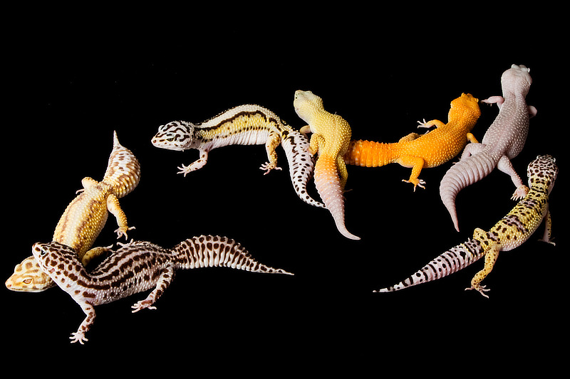 Leopardgeckos gibt es in verschiedenen Farbformen