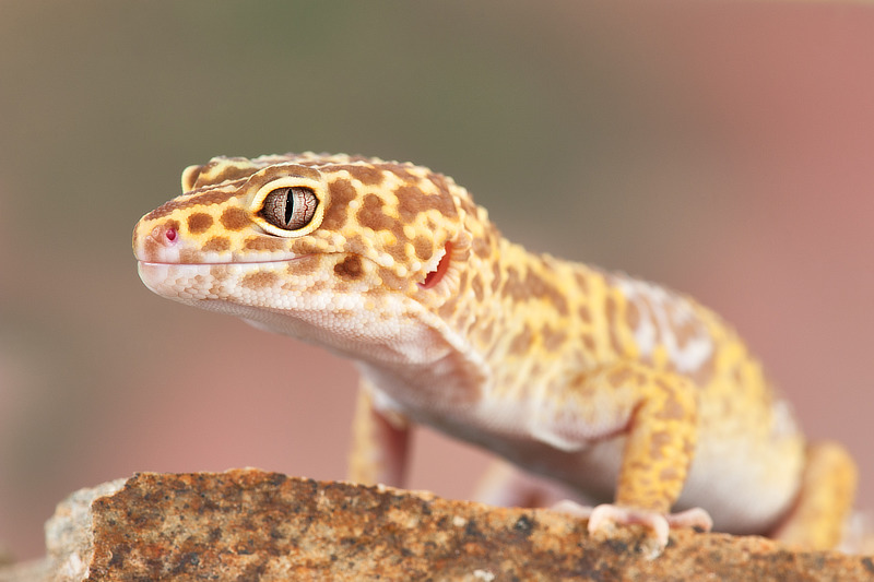 Leopardgeckos und ihre Haltung im Terrarium