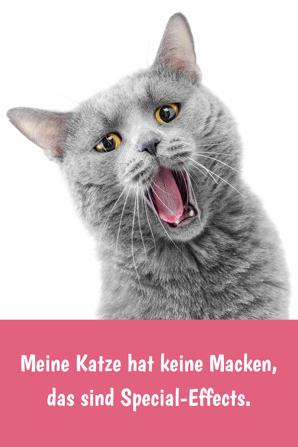 Schöne & lustige Katzensprüche, Zitate und Weisheiten