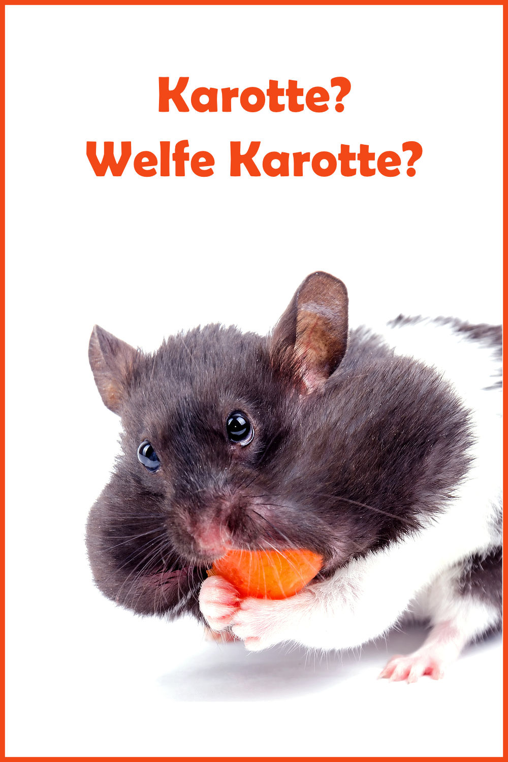 Schöne und lustige HamsterSprüche und Witze