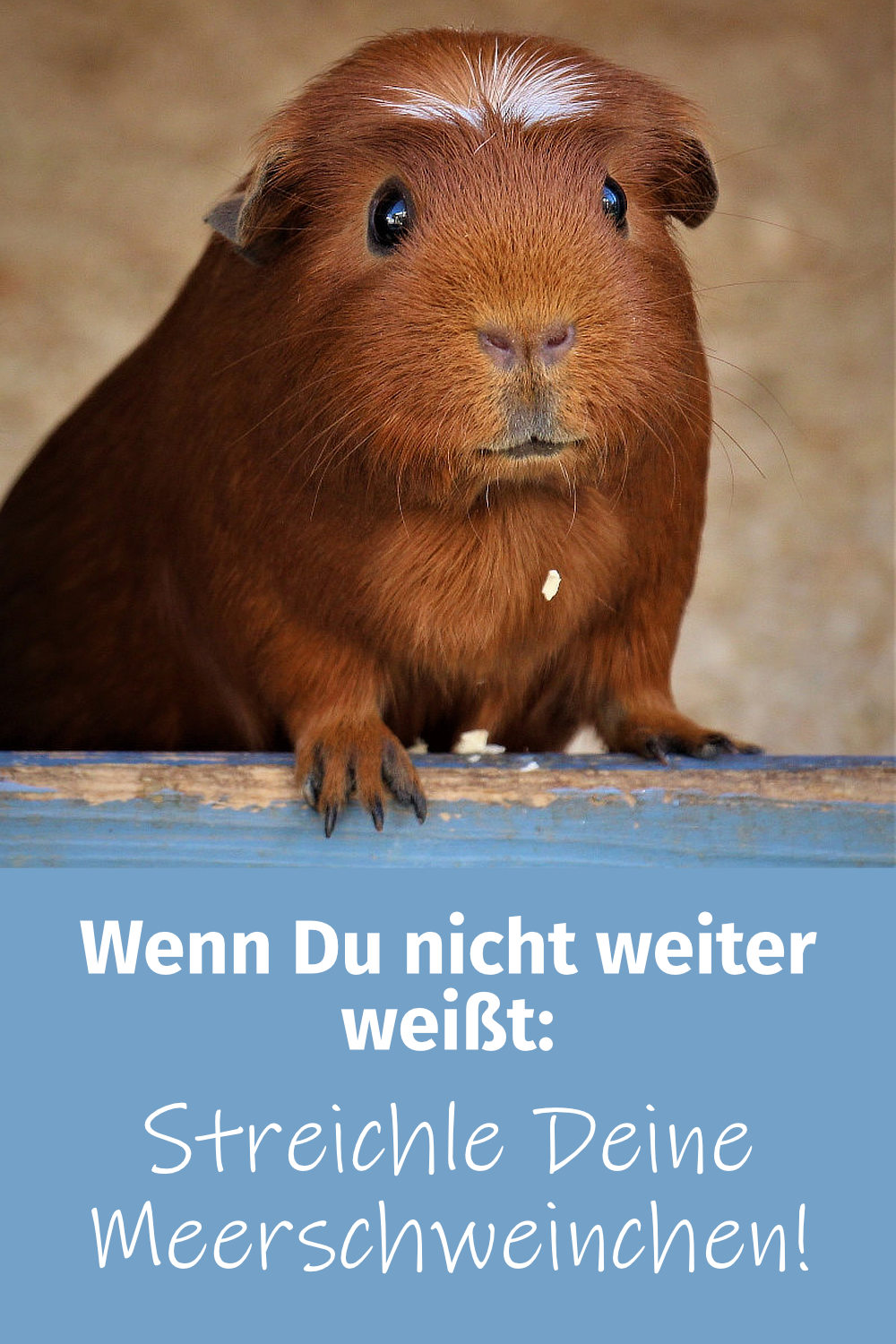 Schöne und lustige MeerschweinchenSprüche