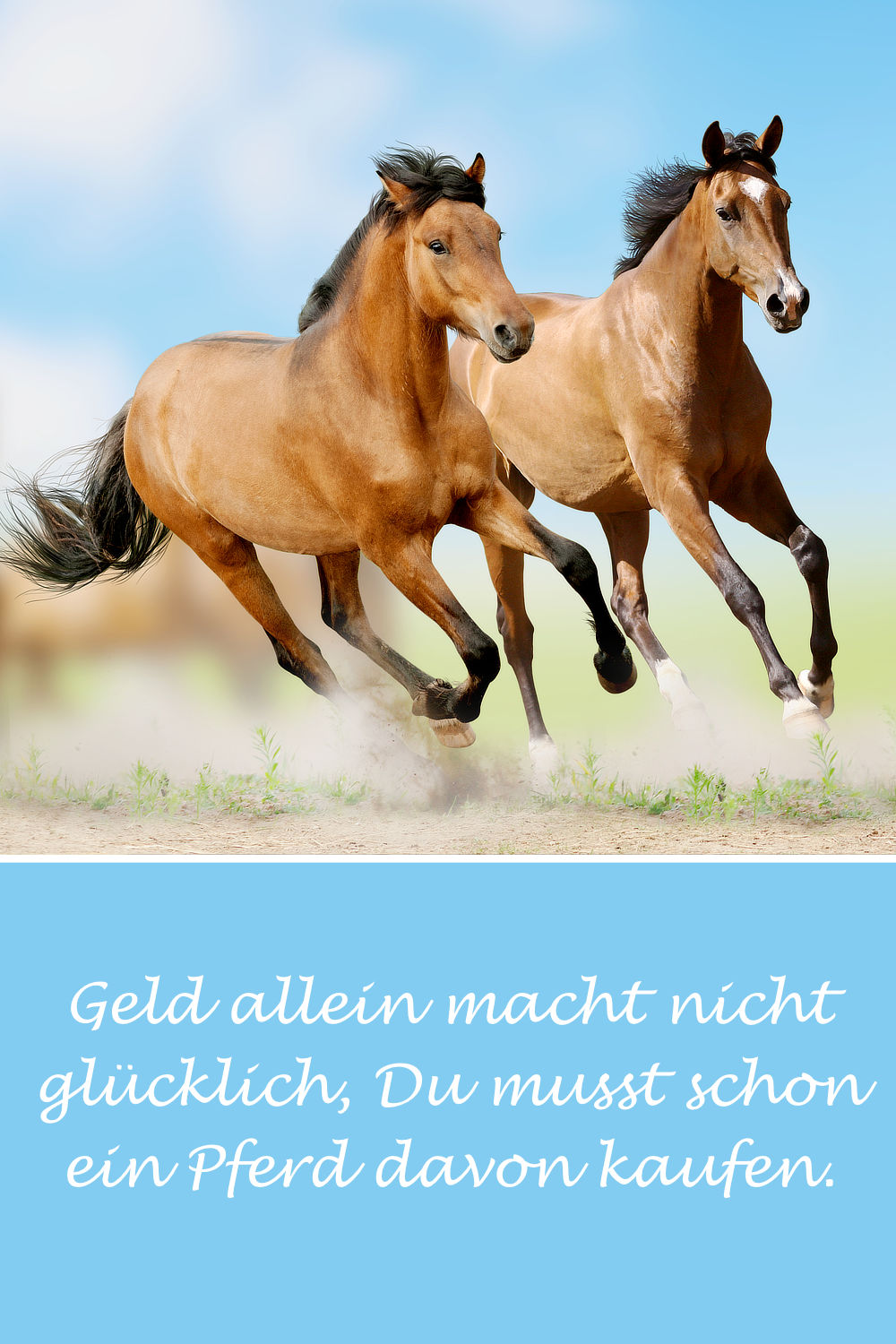 Schöne & lustige Pferdesprüche, Zitate und Weisheiten