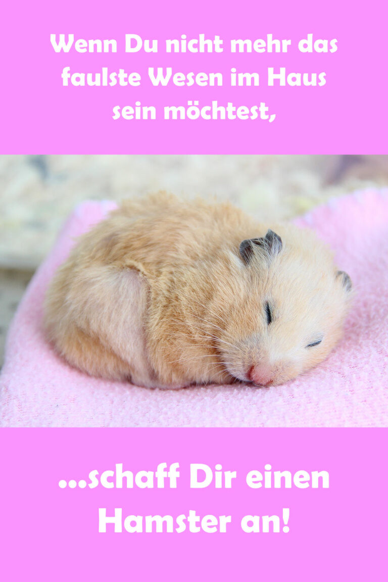 Schöne und lustige HamsterSprüche und Witze