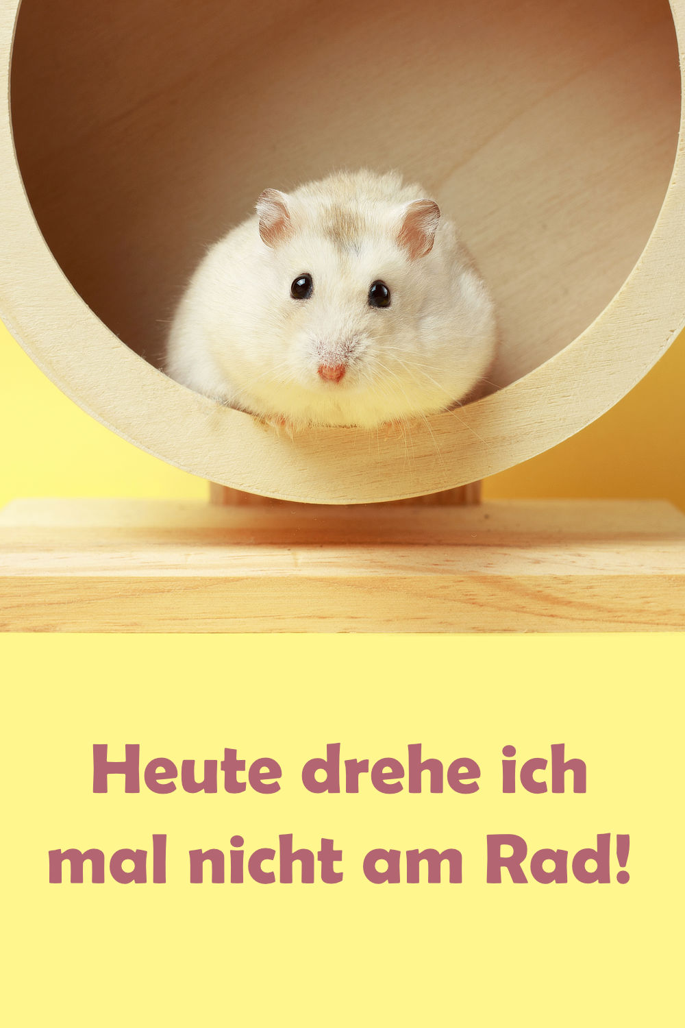 Schöne und lustige HamsterSprüche und Witze
