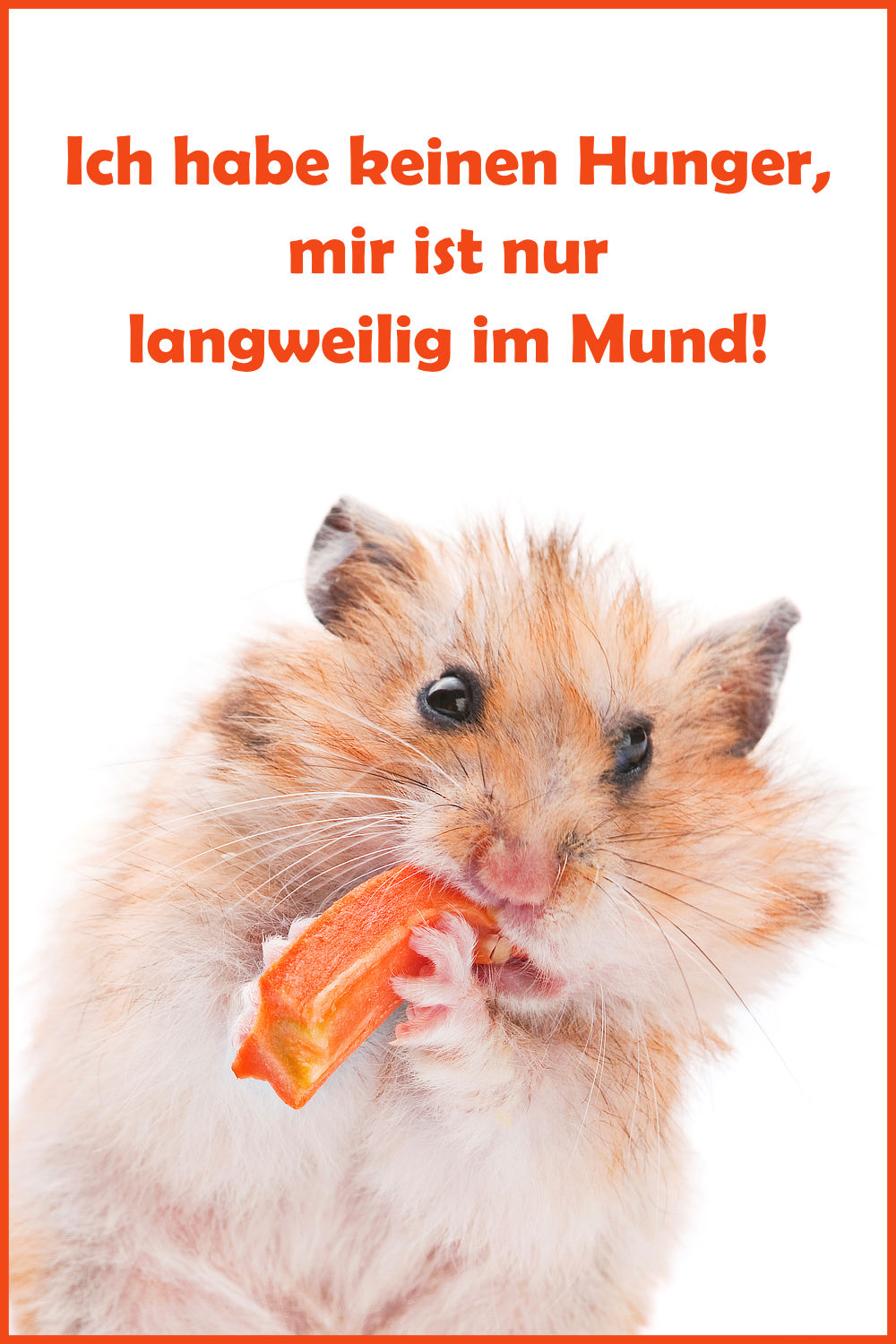 Schöne und lustige HamsterSprüche und Witze