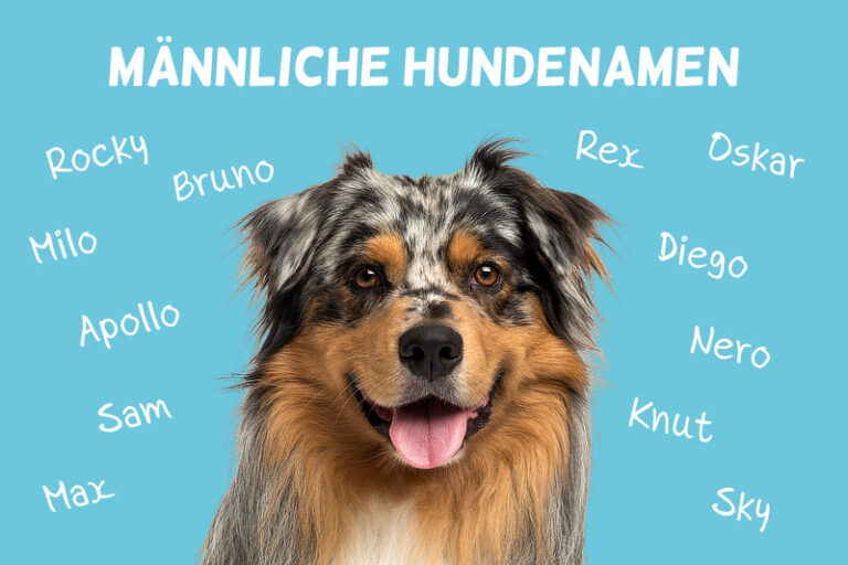 Haustier Portal de Der Haustierratgeber